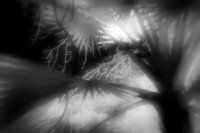 florida-2010-infrared-nature_05