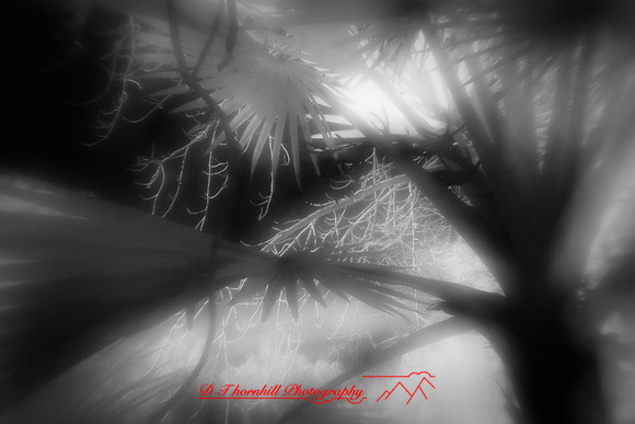 florida-2010-infrared-nature_05