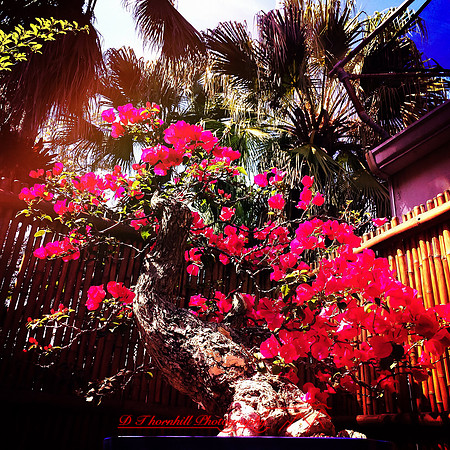 florida-2014-iphone-flowers-030