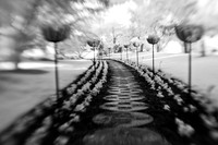 dow-gardens-infrared-2011-20