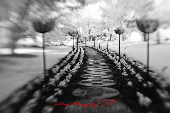 dow-gardens-infrared-2011-20
