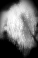 florida-2010-infrared-nature_03
