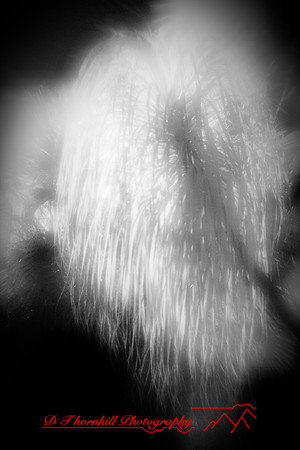florida-2010-infrared-nature_03