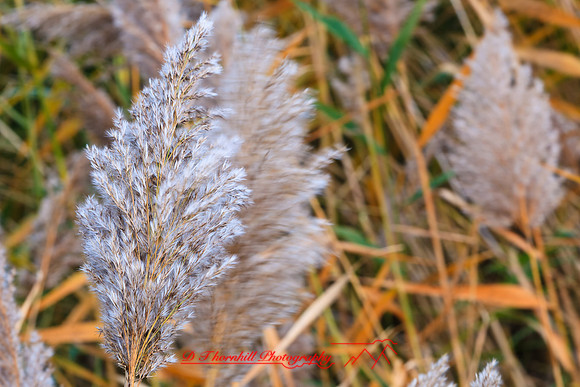nature_images-2010_29-nik
