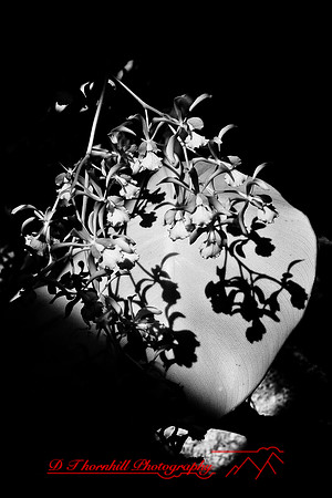 florida-2008-nature-infrared_27.jpg