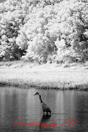 florida-2008-wildlife-infrared_28.jpg