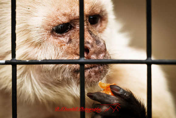 saginaw-zoo-2011-19-nas