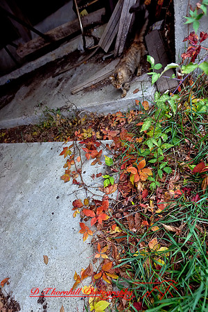 assorted_images-2011-55-nas