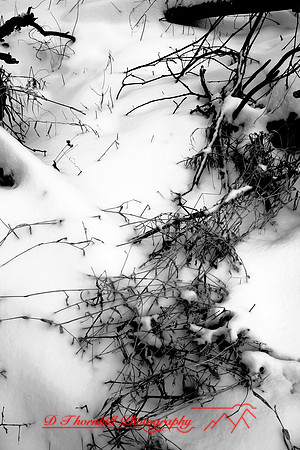 shiawassee-january-2007_006