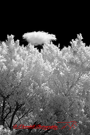 florida-2009-nature-infrared_11.jpg