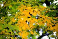 assorted-images-2006_033
