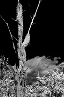 florida-2010-infrared-nature_14-nik