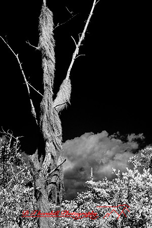 florida-2010-infrared-nature_14-nik