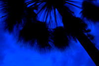 florida_images-2008_01.jpg