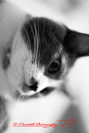 bastet_048