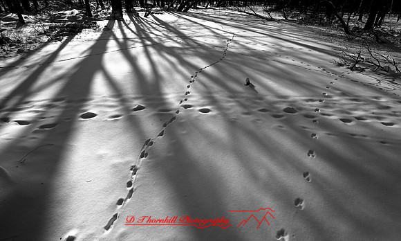 shiawassee_feb-2008_04
