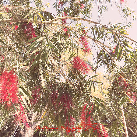 florida-2014-iphone-flowers-045