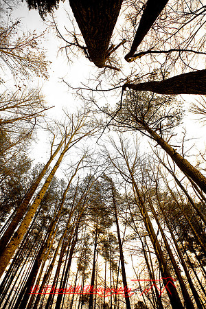 assorted_images-2007_104