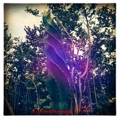 florida-2014-iphone-flowers-038