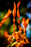 florida-flowers-2011-12
