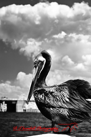 florida-2009-wildlife-infrared_07.jpg