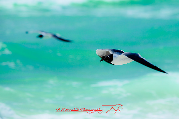 florida-2010-wildlife_10