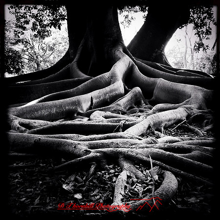 florida-2014-iphone-flowers-033