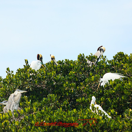 florida-2014-birds-018