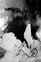florida-2008-nature-infrared_18.jpg