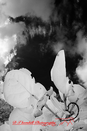 florida-2008-nature-infrared_18.jpg