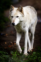 saginaw-zoo-2011-01-nas
