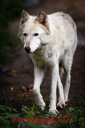 saginaw-zoo-2011-01-nas
