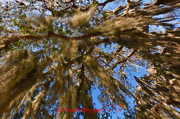 florida-images-2011_13-1_HDR