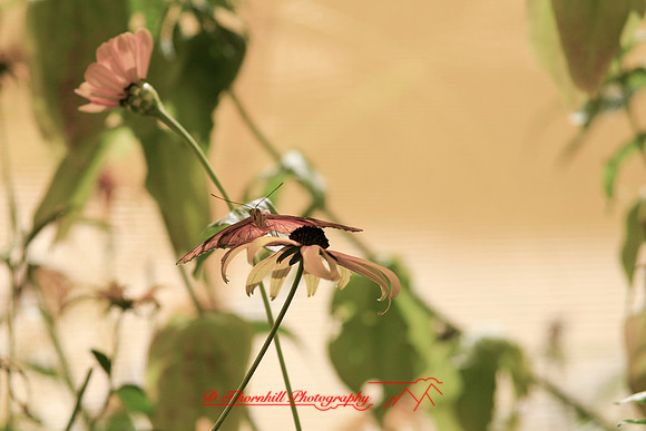 saginaw-zoo_06