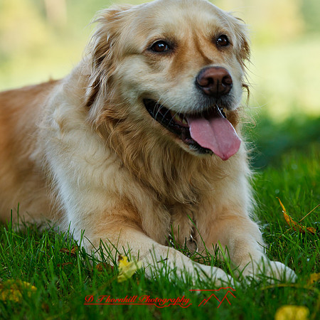 bird-puppys-and-people-2013-02