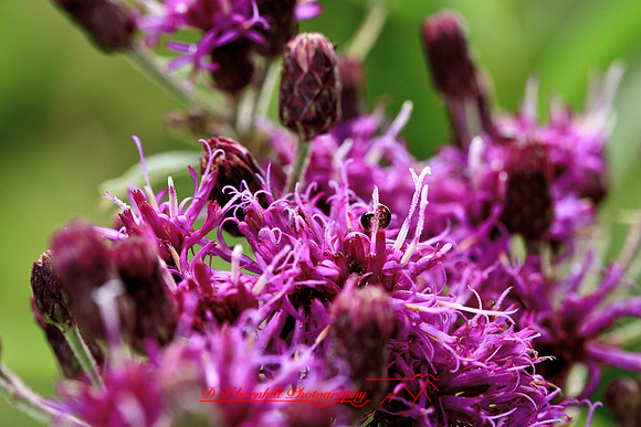shiawassee-aug-2012-18