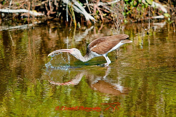 florida-2010-wildlife_20