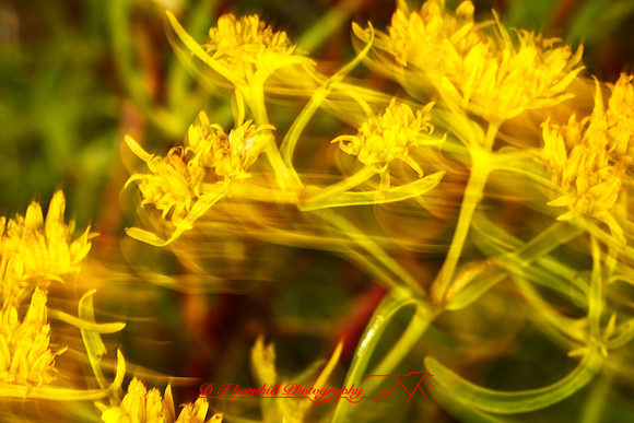 florida-nature-images-2011-15-nas