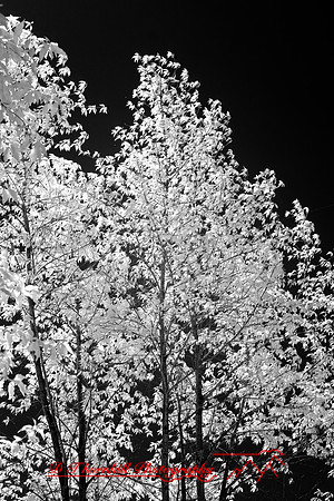 infrared-2008_092