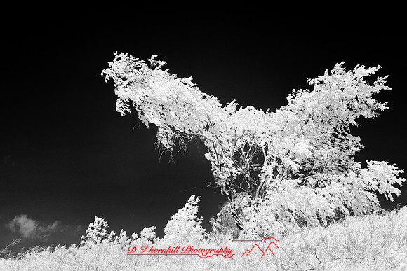 tawas-state-park-infrared-2008_022