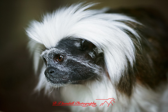 saginaw-zoo-2011-20