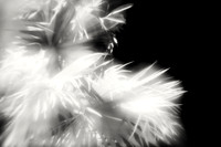 florida-2010-infrared-nature_04-nik