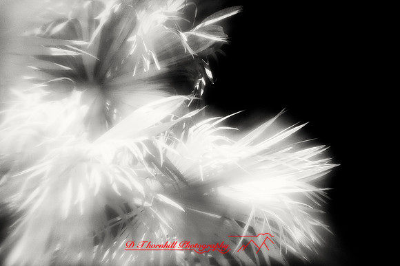 florida-2010-infrared-nature_04-nik