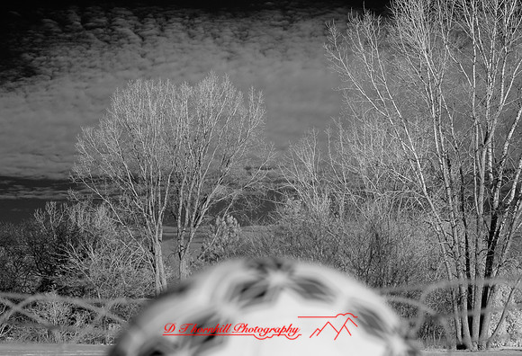 jghs-gs-dreams-2008_18.jpg