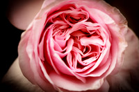 florida-flowers-2011-03