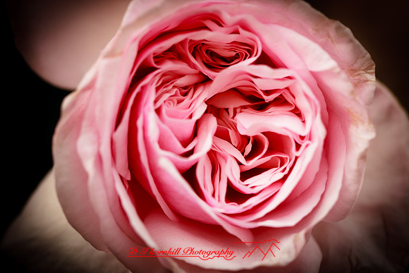 florida-flowers-2011-03