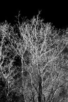 shiawassee_infrared_feb-2008_14