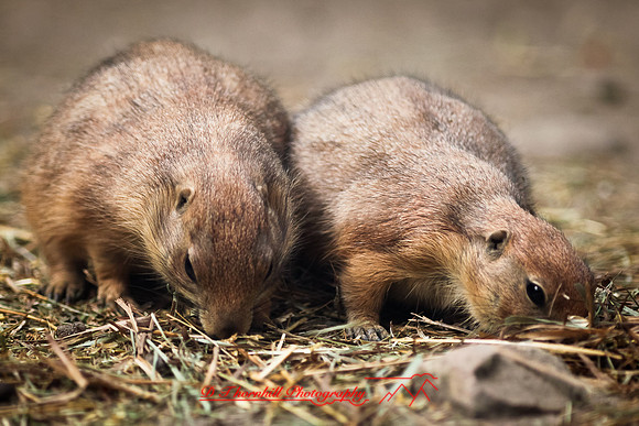 saginaw-zoo-2011-09