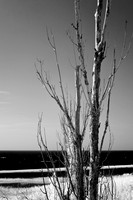 tawas-state-park-infrared-2008_019