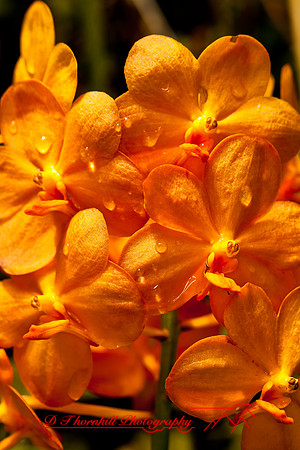 florida-flowers-2011-23-nik